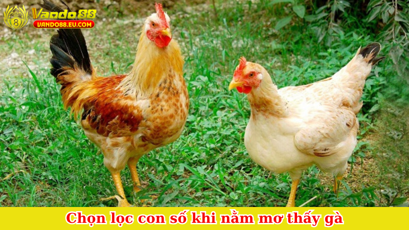 Chọn lọc con số khi nằm mơ thấy gà