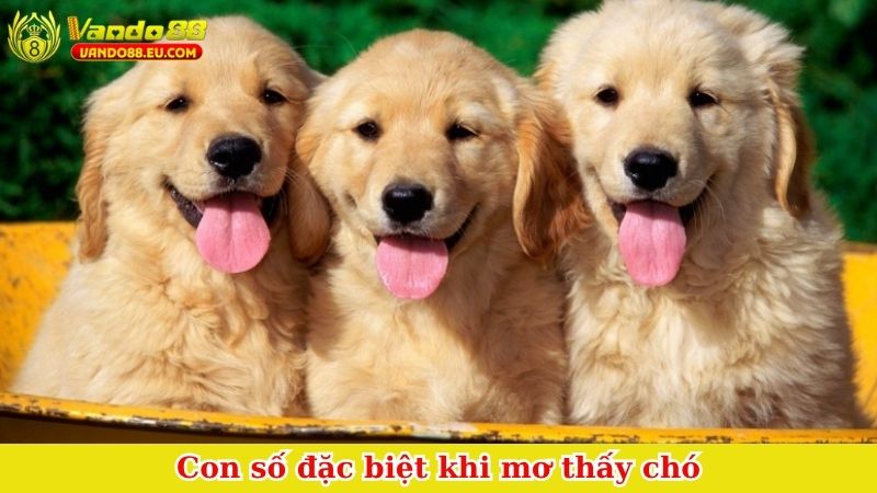 Con số đặc biệt khi mơ thấy chó