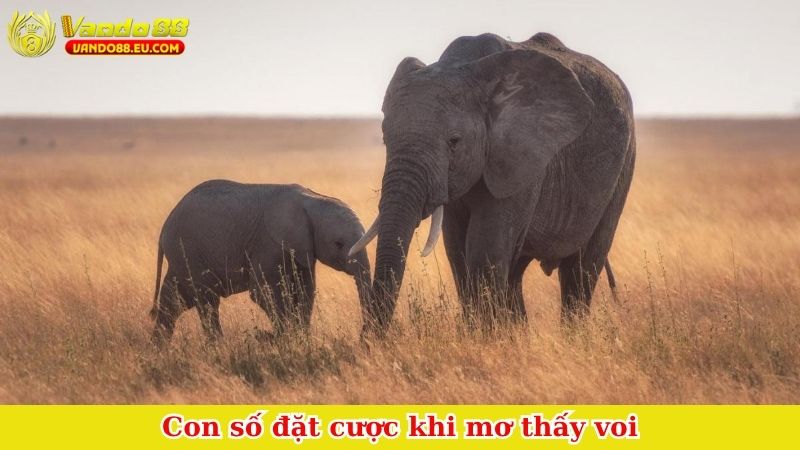 Con số đặt cược khi mơ thấy voi