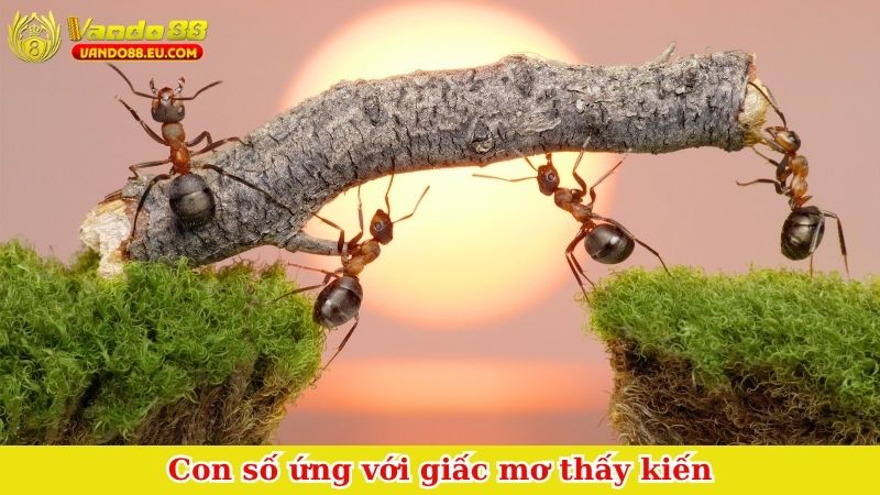 Con số ứng với giấc mơ thấy kiến
