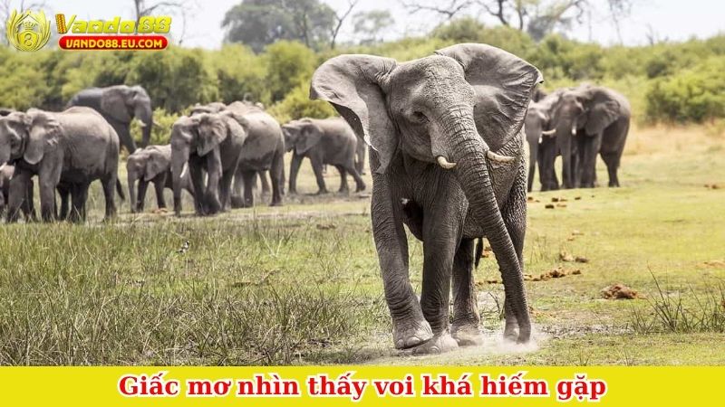 Giấc mơ nhìn thấy voi khá hiếm gặp