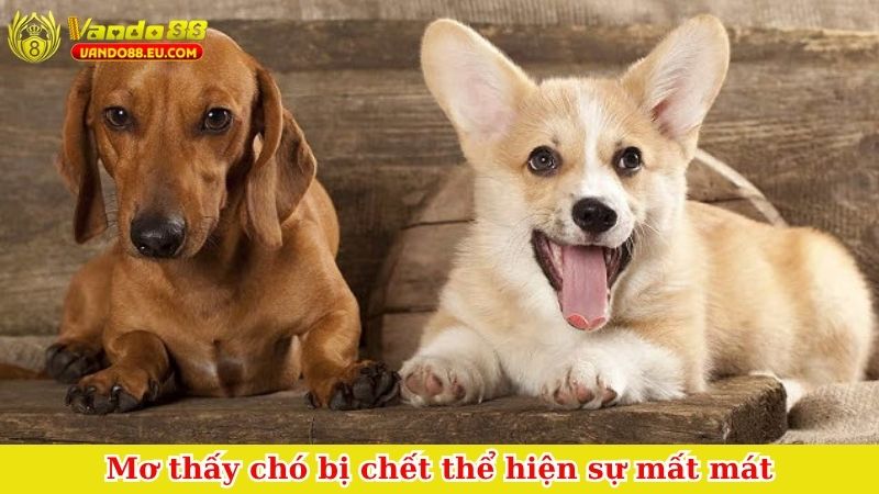 Mơ thấy chó bị chết thể hiện sự mất mát