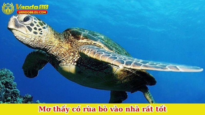 Mơ thấy có rùa bò vào nhà rất tốt
