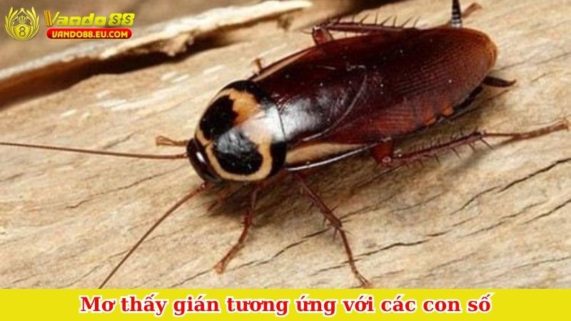 Mơ thấy gián tương ứng với các con số