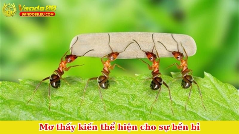 Mơ thấy kiến thể hiện cho sự bền bỉ