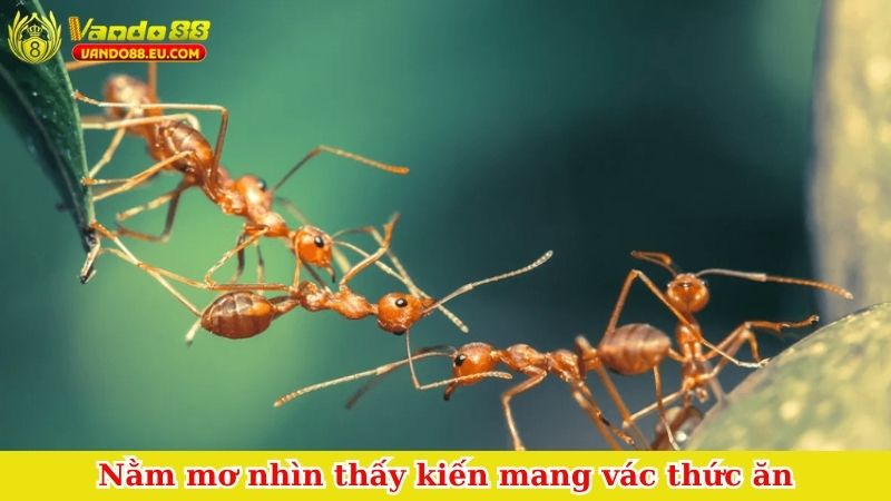Nằm mơ nhìn thấy kiến mang vác thức ăn