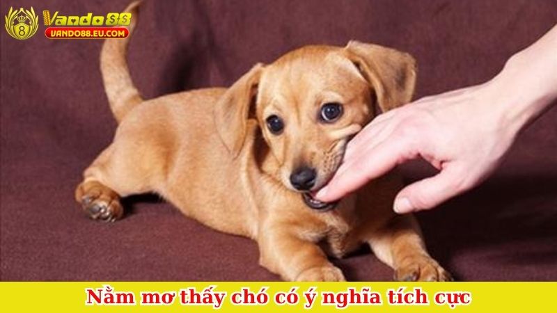 Nằm mơ thấy chó có ý nghĩa tích cực