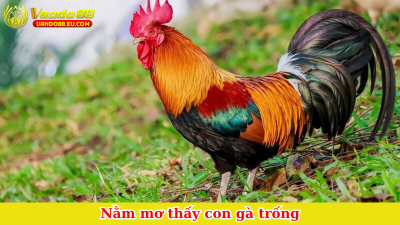Nằm mơ thấy con gà trống