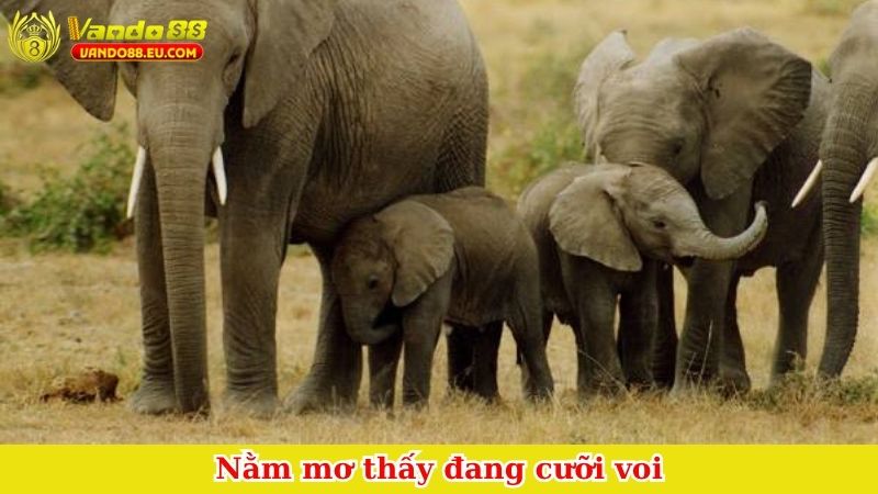 Nằm mơ thấy đang cưỡi voi