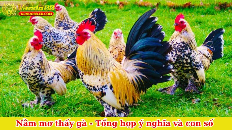 Nằm mơ thấy gà