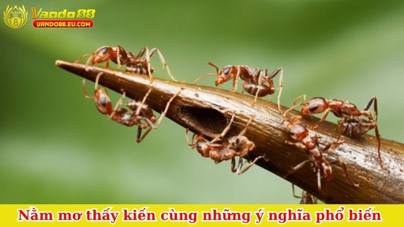 Nằm mơ thấy kiến