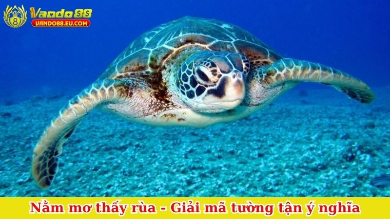 Nằm mơ thấy rùa
