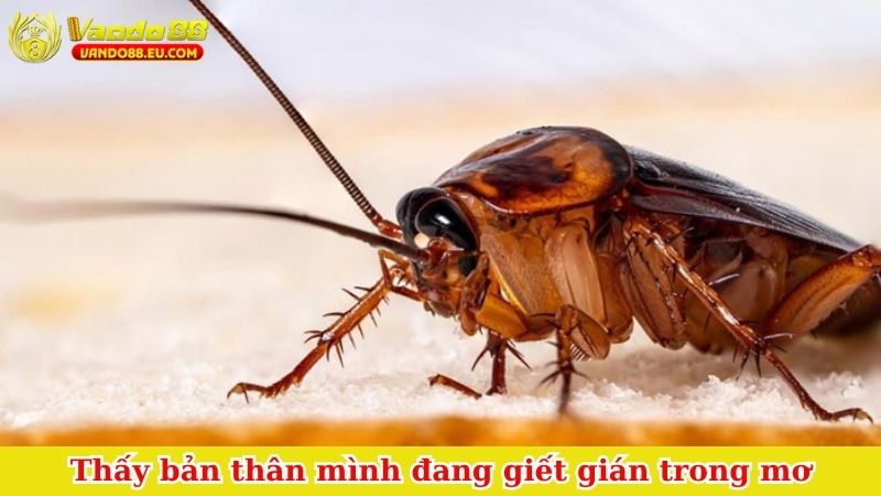 Thấy bản thân mình đang giết gián trong mơ