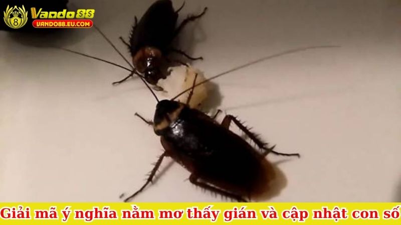 nằm mơ thấy gián